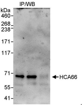 HCA66 Antibody