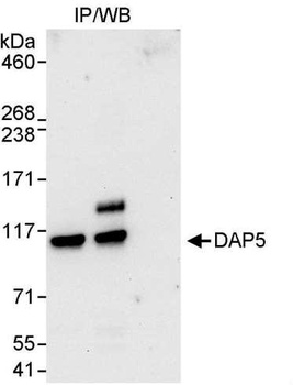 DAP5 Antibody