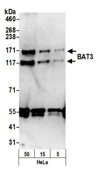 BAT3 Antibody