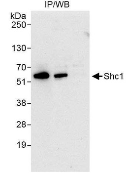 Shc1 Antibody