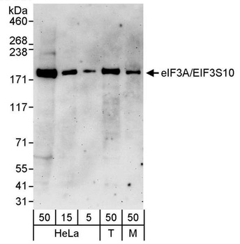 eIF3A/eIF3S10 Antibody