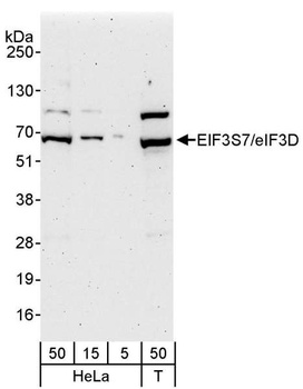 eIF3D/EIF3S7 Antibody