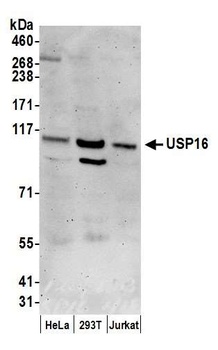 USP16 Antibody