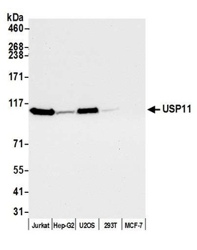 USP11 Antibody