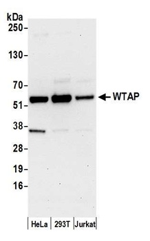 WTAP Antibody