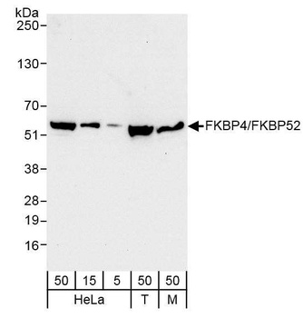 FKBP4/FKBP52 Antibody