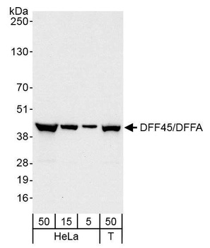 DFF45/DFFA Antibody