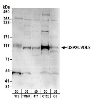 USP20/VDU2 Antibody