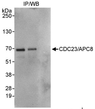 CDC23/APC8 Antibody