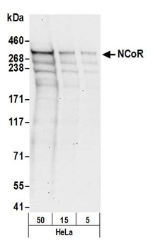 NCoR Antibody