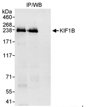 KIF1B Antibody