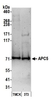 APC5 Antibody