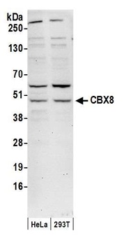 CBX8 Antibody