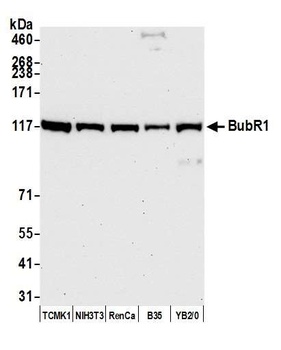 BubR1 Antibody
