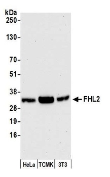 FHL2 Antibody