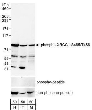 XRCC1, Phospho (S485/T488) Antibody
