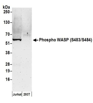 WASP, Phospho (S483/S484) Antibody