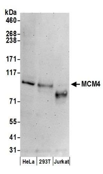 MCM4 Antibody