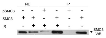 SMC3, Phospho (S383) Antibody