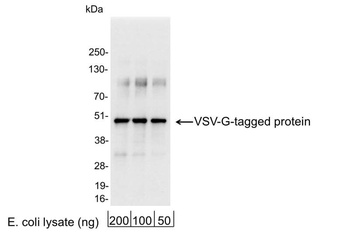 VSV-G Tag Antibody