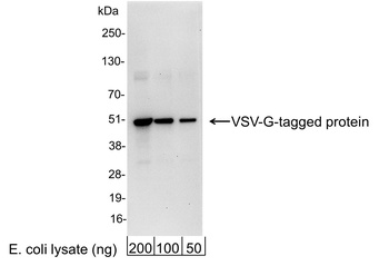 VSV-G Tag Antibody