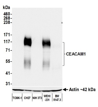 CEACAM1 Antibody