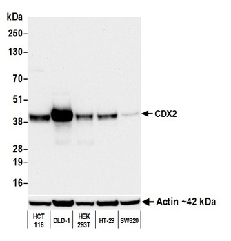 CDX2 Antibody