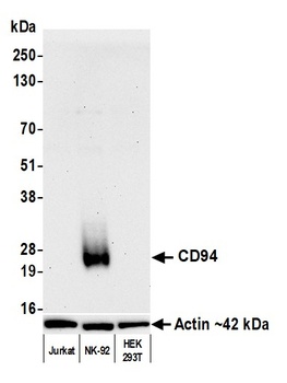 CD94 Antibody