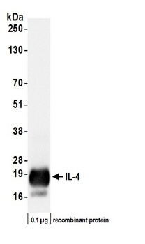 IL-4 Antibody