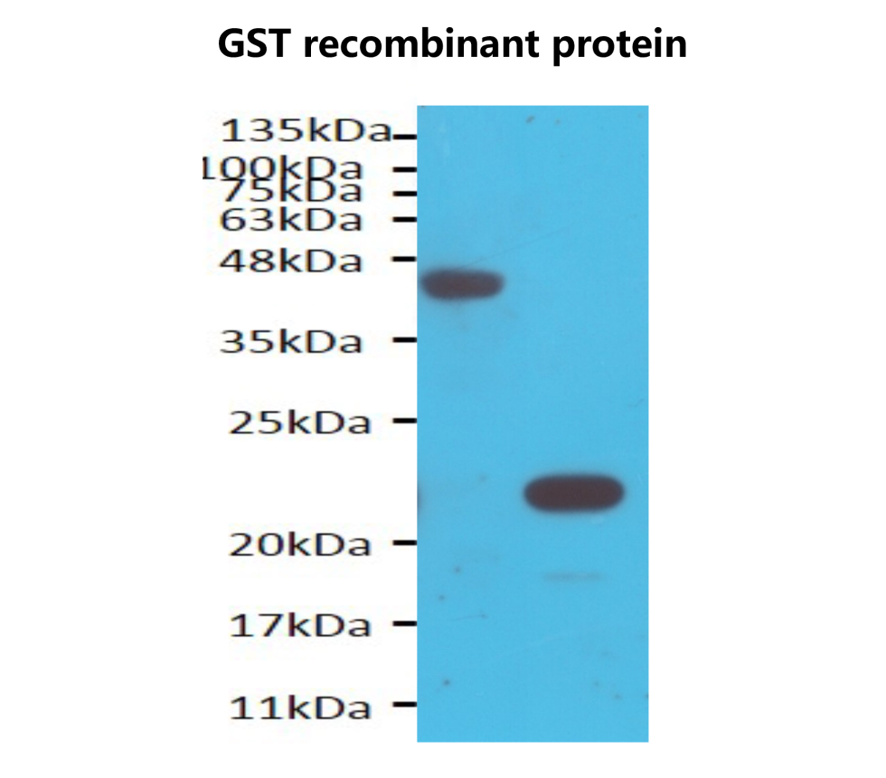 GST tag [6D] monoclonal Antibody