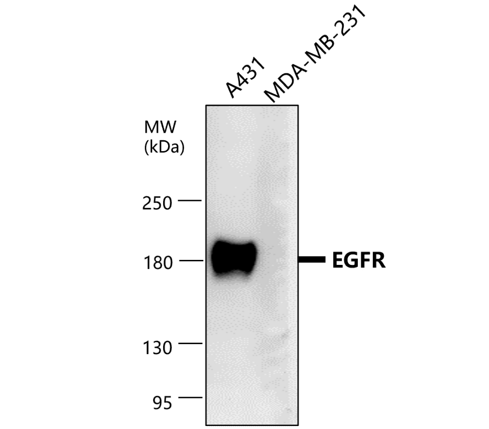 EGFR (Extracellular domain) antibody