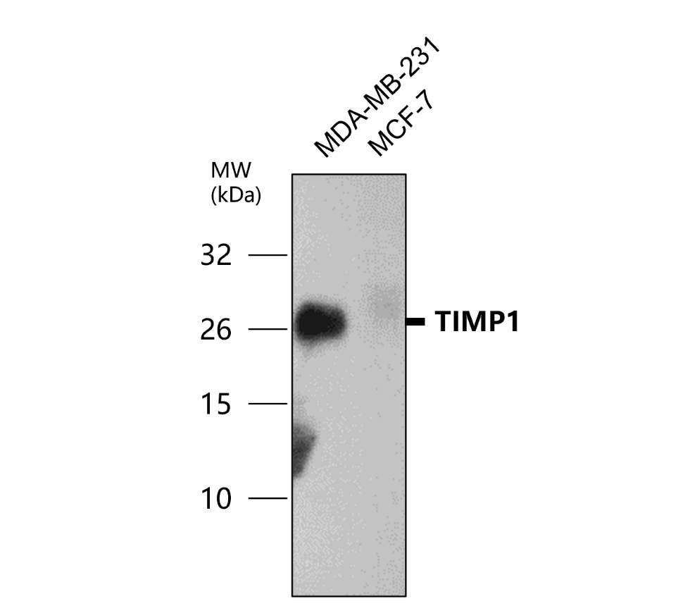 TIMP1 Antibody