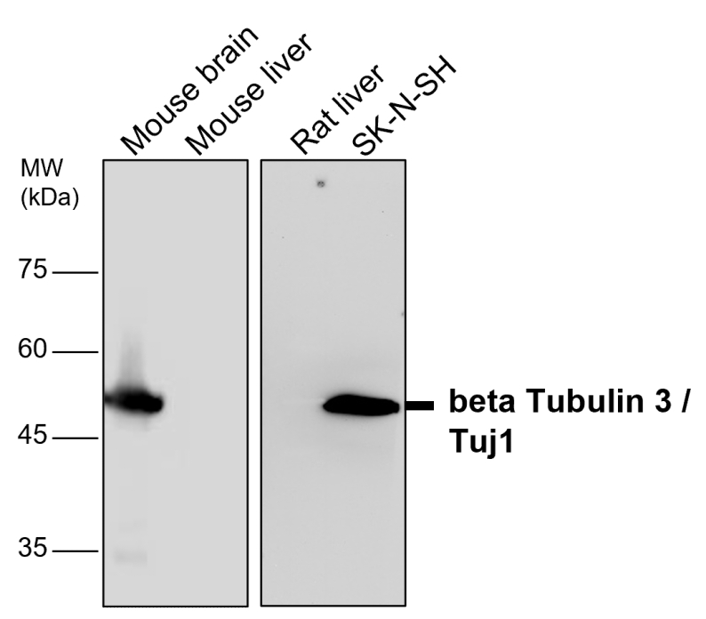 Beta Tubulin 3 antibody