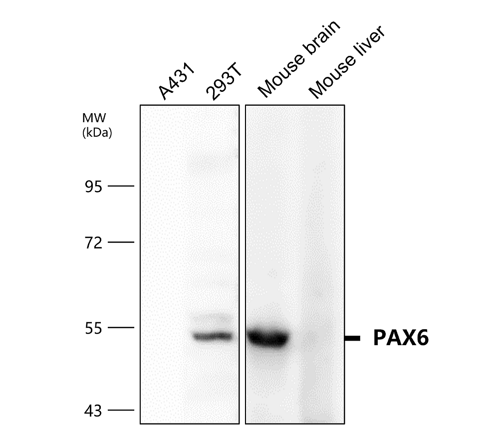 PAX6 Antibody