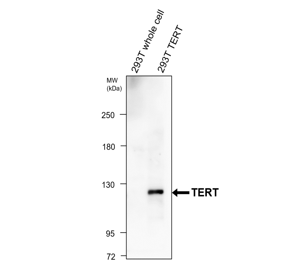 TERT (N-terminal doamain) Antibody