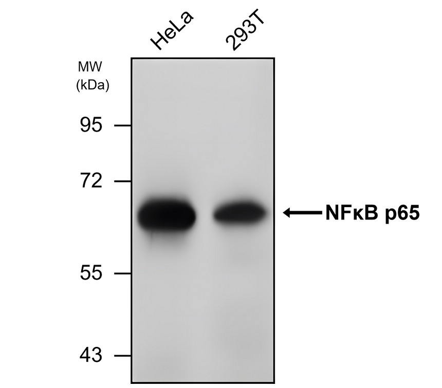 NF-κB p65 / RelA, monoclonal antibody