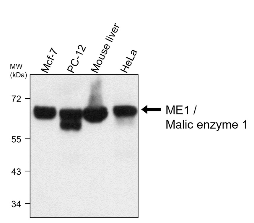 ME1 / malic enzyme 1, monoclonal antibody