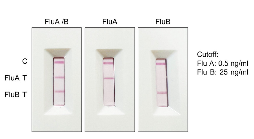 Influenza B Virus Nucleoprotein, Capture antibody [BS781]