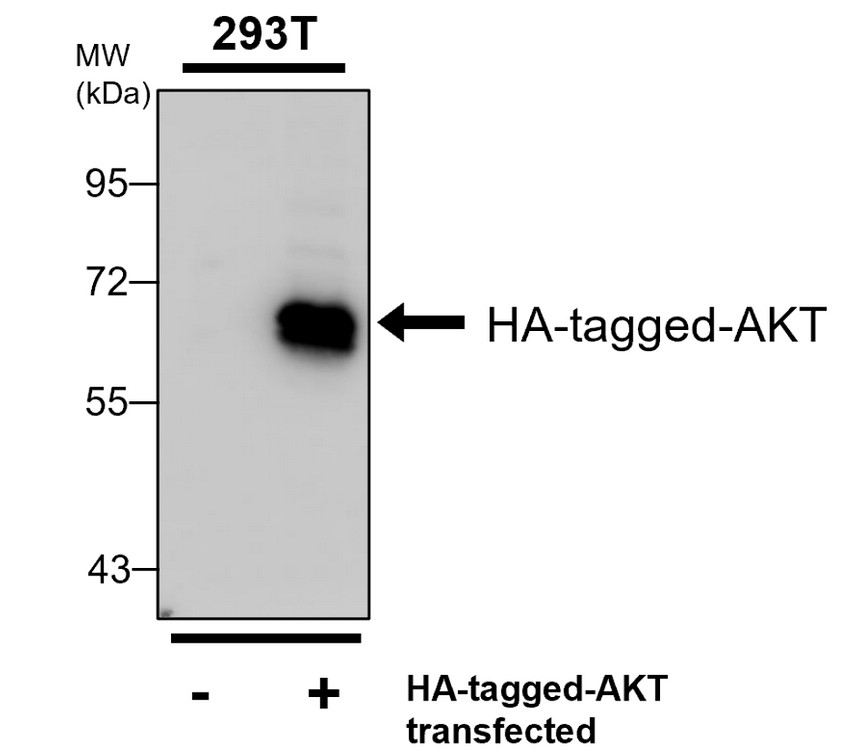 HA tag antibody [PB-4]