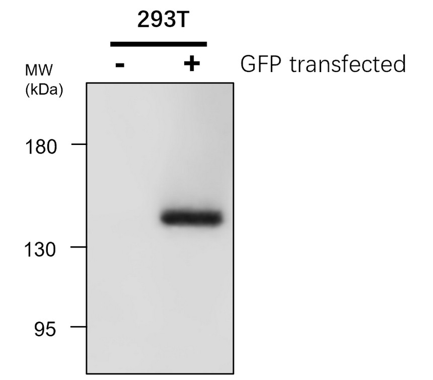 GFP , monoclonal antibody