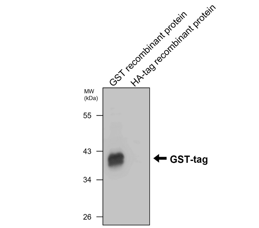 GST tag antibody [PA-3]