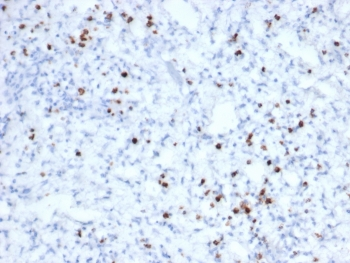 Granzyme B antibody