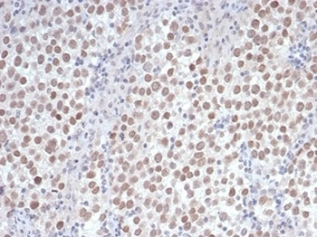 OCT4 antibody