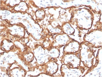 hCG alpha antibody