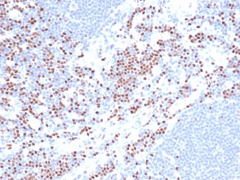 LEF1 antibody