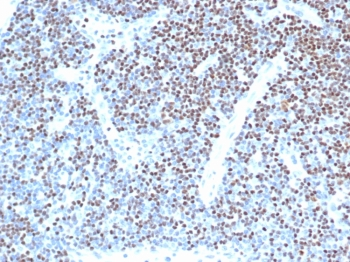 LEF1 antibody