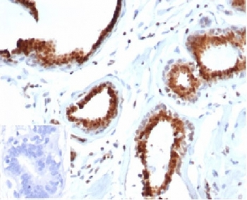 p27 antibody