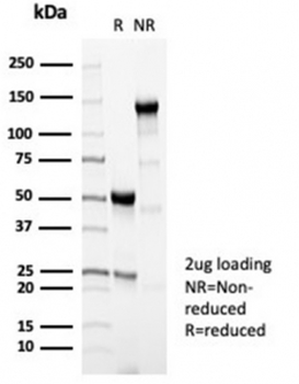 Perforin antibody