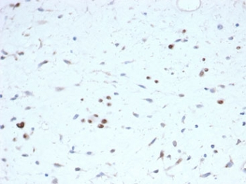 MyoD1 antibody