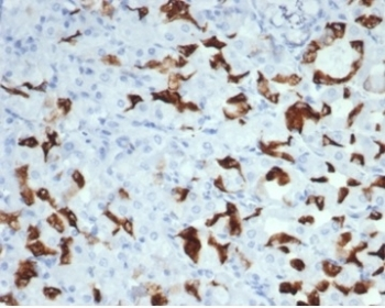 MUC6 antibody